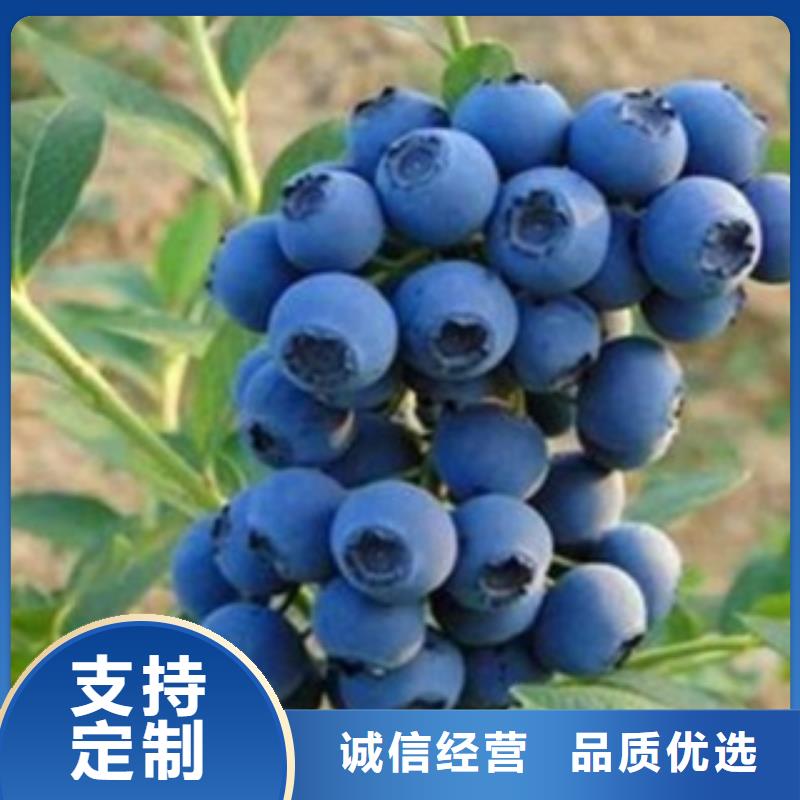 蓝莓苗,【花椒苗】实地大厂