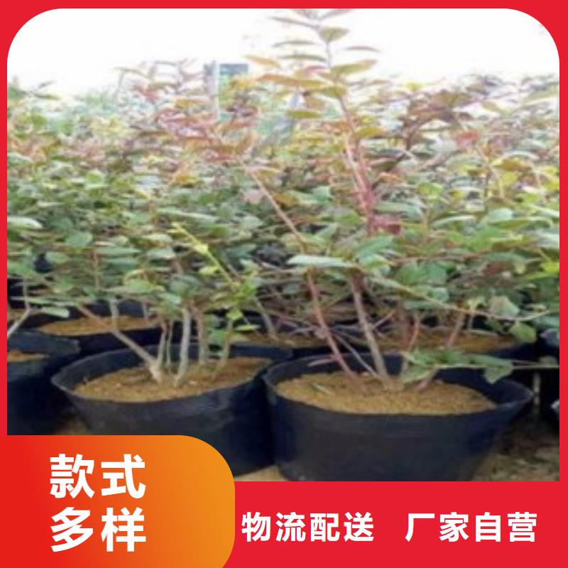 蓝莓苗板栗苗24小时下单发货
