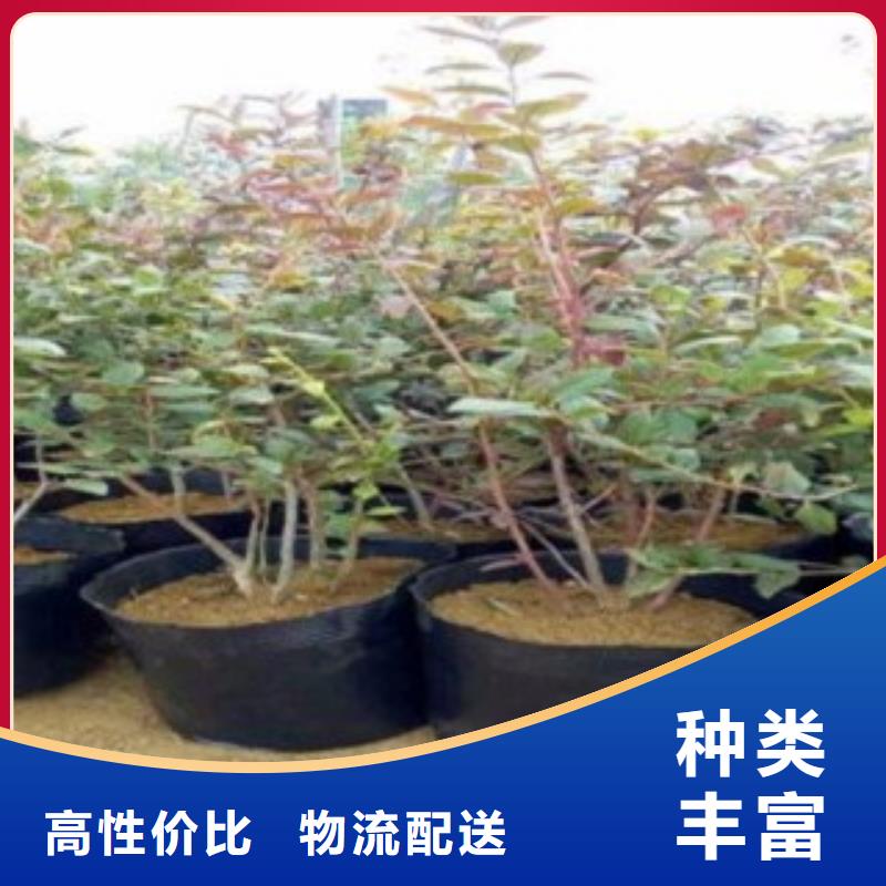 蓝莓苗匠心打造