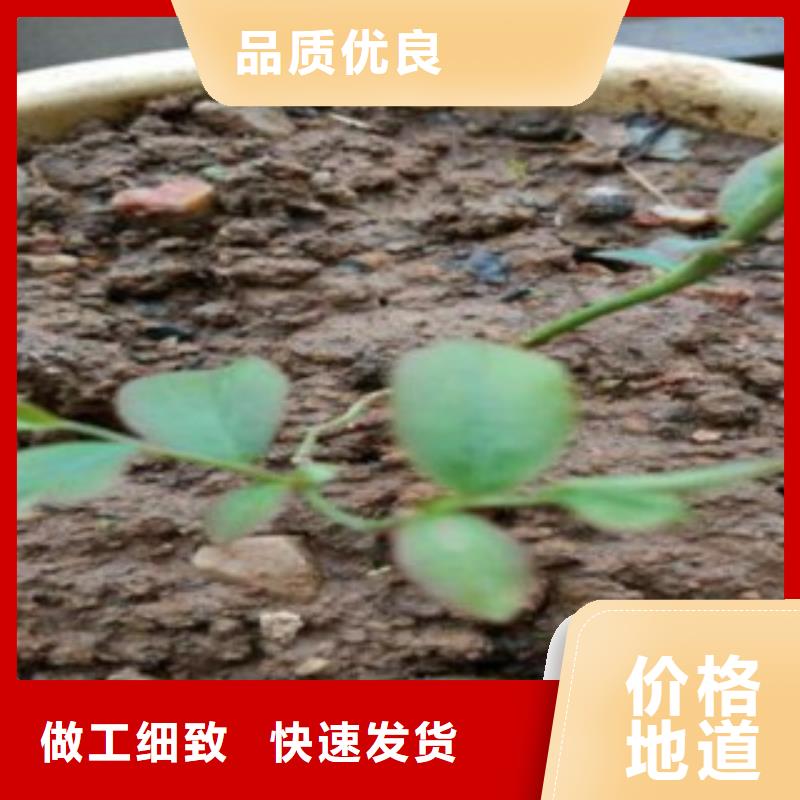 蓝莓苗,板栗苗实拍品质保障
