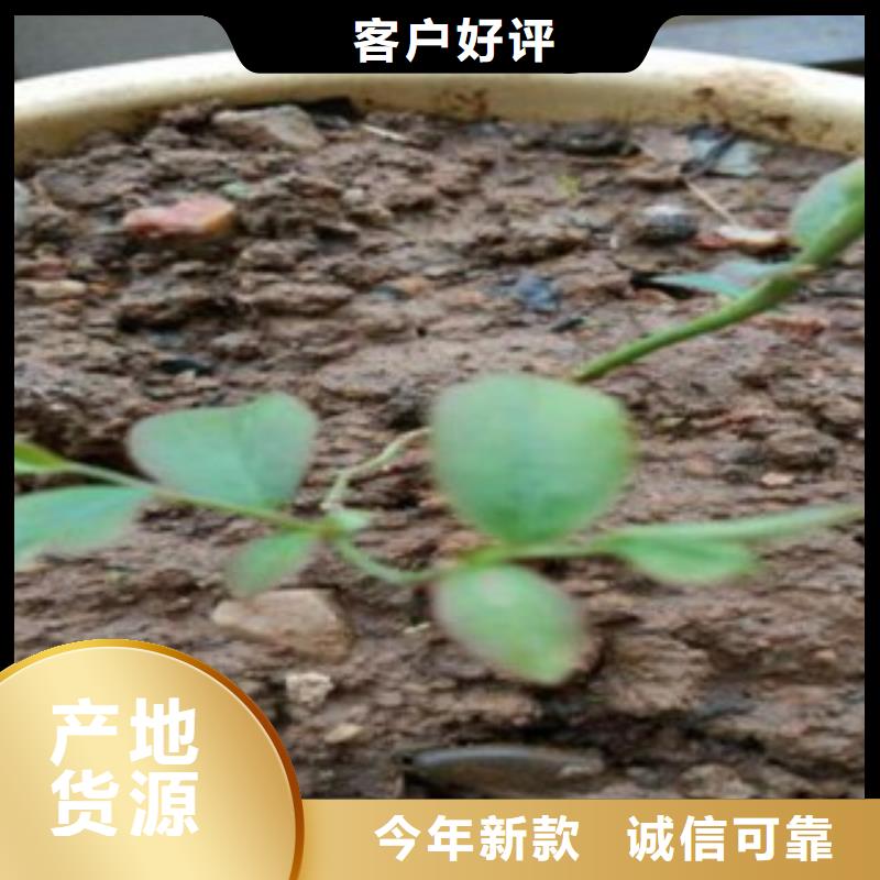 【蓝莓苗板栗苗工程施工案例】