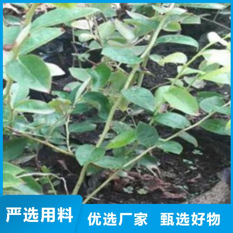 【蓝莓苗-板栗苗有口皆碑】