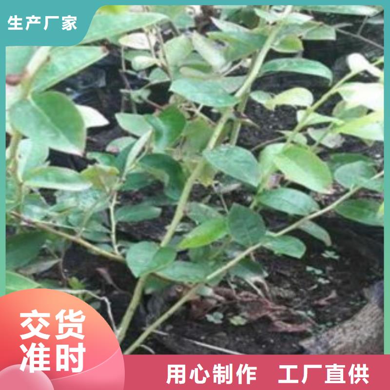 蓝莓苗,板栗苗实拍品质保障