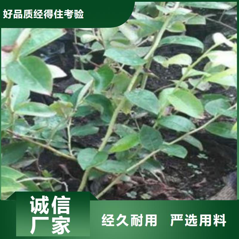 蓝莓苗板栗苗货到付款
