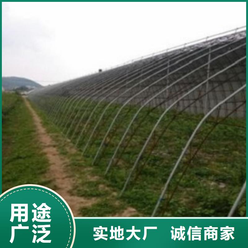 蓝莓苗_核桃苗制造生产销售