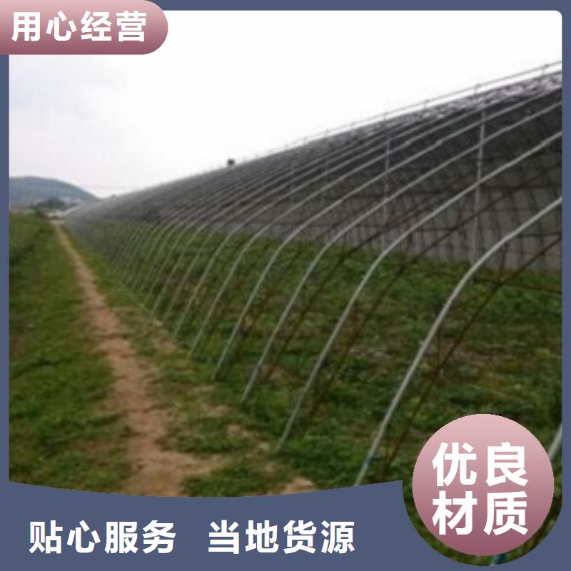 蓝莓苗【苹果苗】精工打造