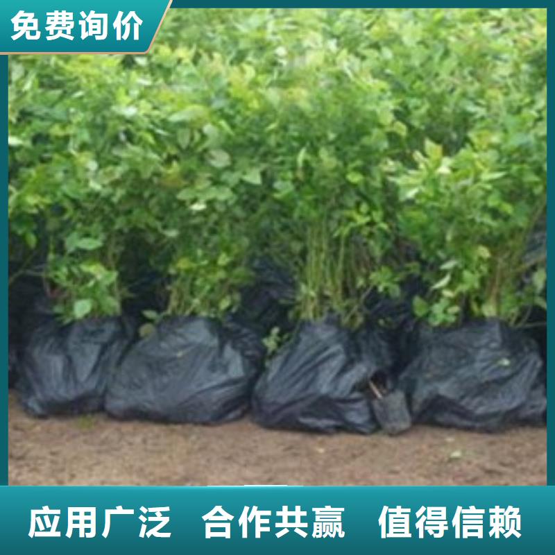 蓝莓苗来图加工定制