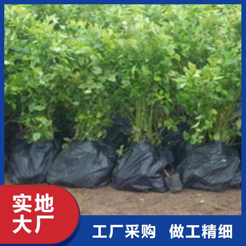 【蓝莓苗】桃树苗价格低