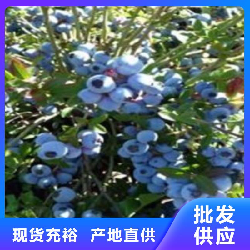 蓝莓苗-桃树苗诚信厂家