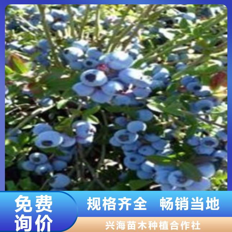 蓝莓苗板栗苗研发生产销售