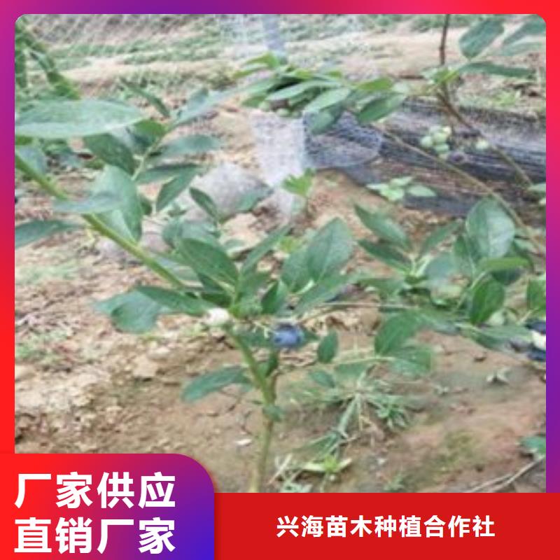 蓝莓苗【苹果苗】精工打造