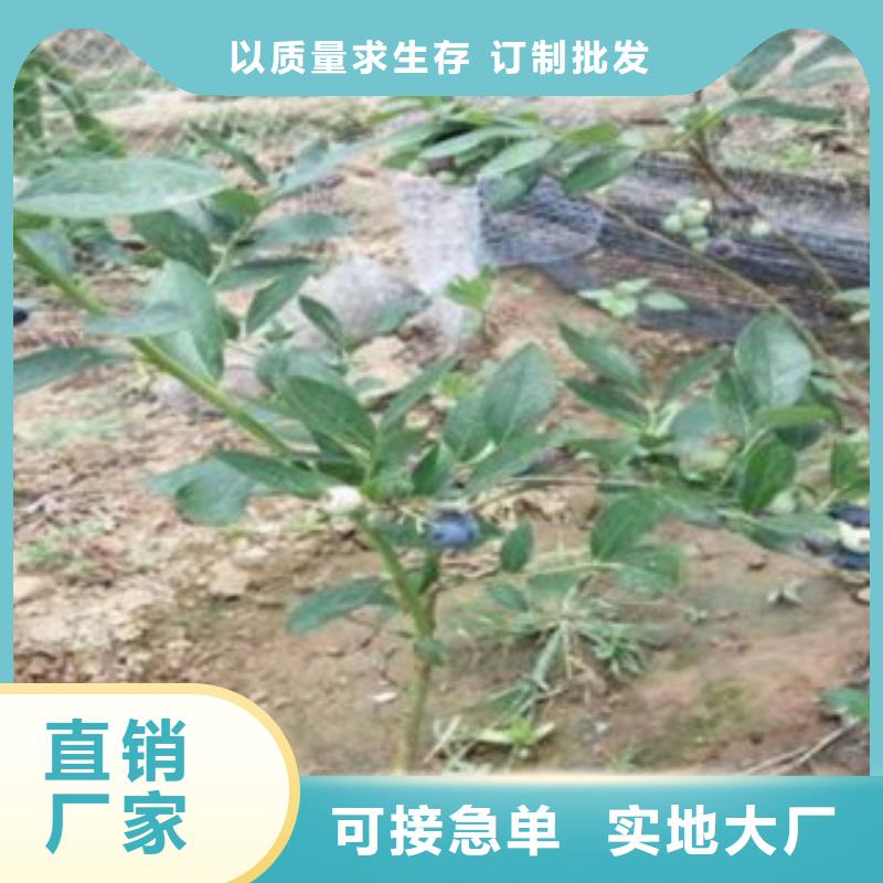 蓝莓苗板栗苗货到付款