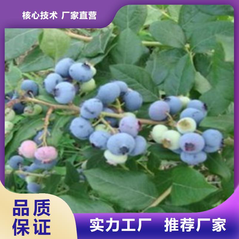 【蓝莓苗】-桃树苗一站式采购商家