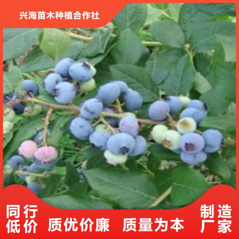 【蓝莓苗】-桃树苗一站式采购商家