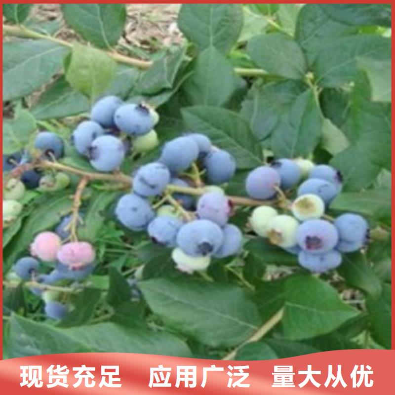 蓝莓苗李子苗好品质经得住考验