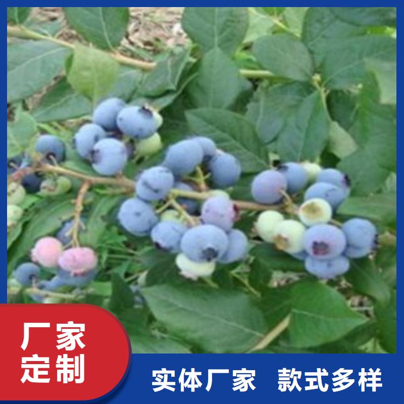 蓝莓苗核桃苗质量不佳尽管来找我