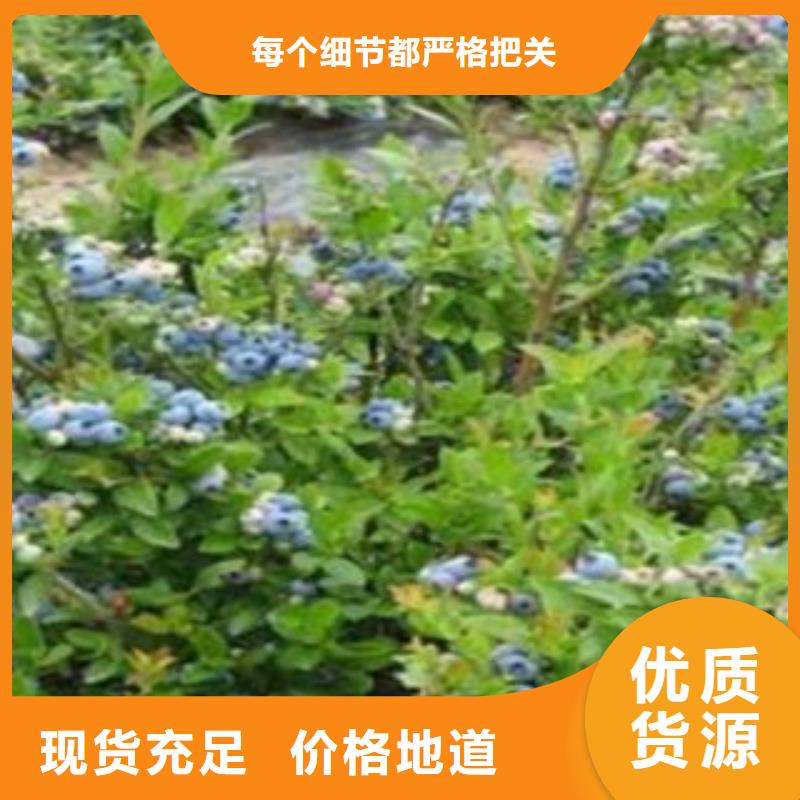 【蓝莓苗桃树苗选择大厂家省事省心】