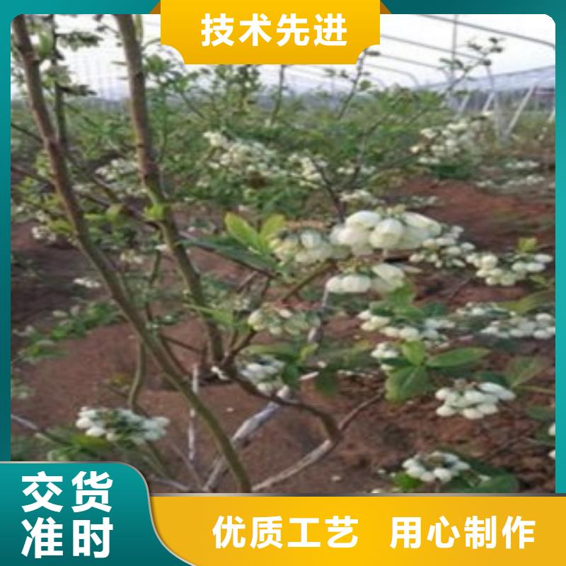 蓝莓苗花椒苗货源直供