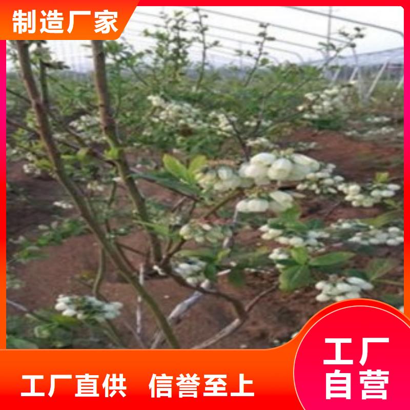 蓝莓苗,【花椒苗】工期短发货快