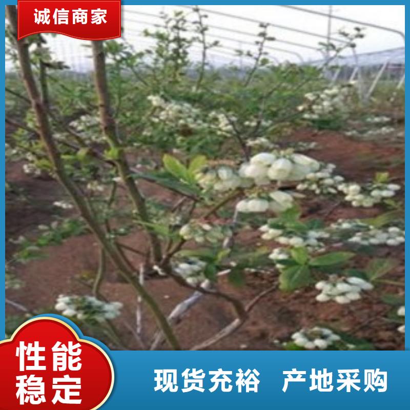 蓝莓苗【梨树苗】工厂认证