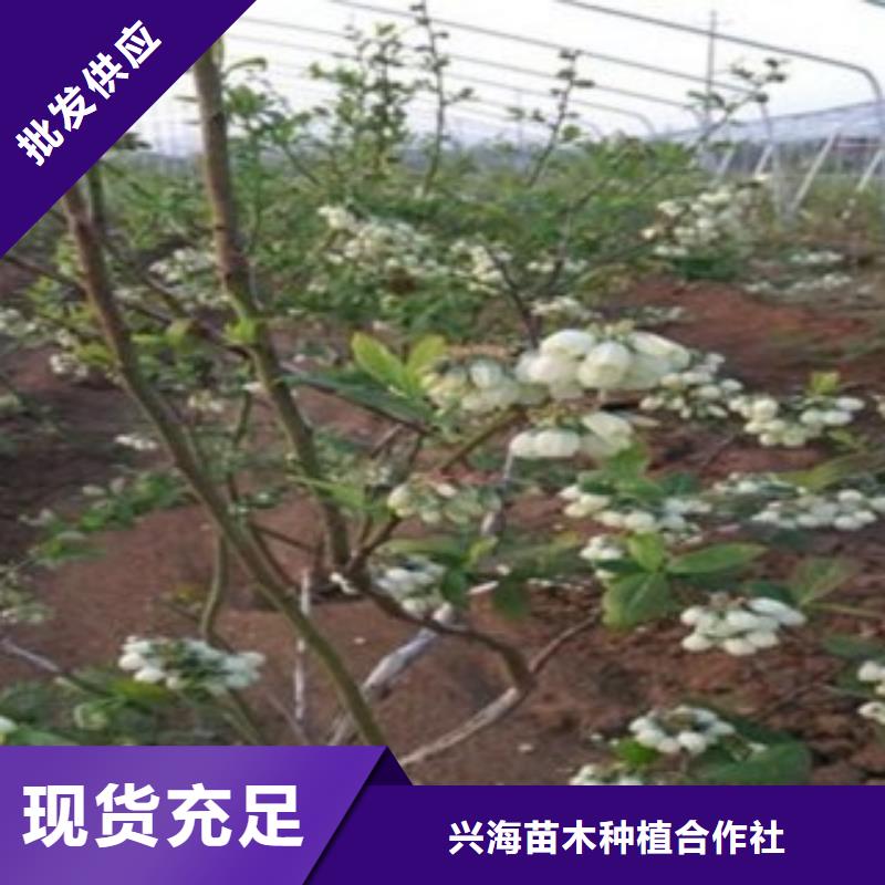 蓝莓苗_核桃苗制造生产销售