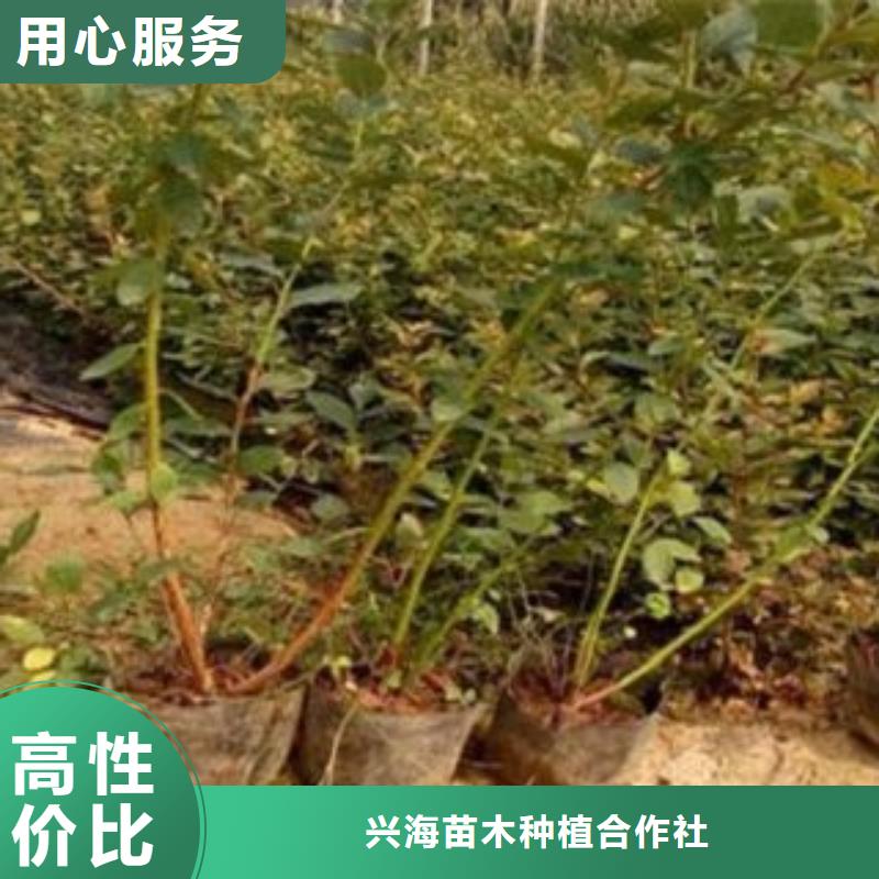蓝莓苗【苹果苗】精工打造