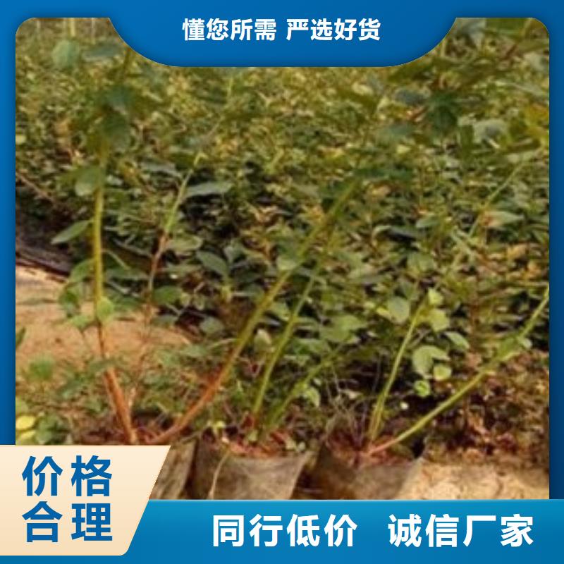 蓝莓苗,花椒苗供应商