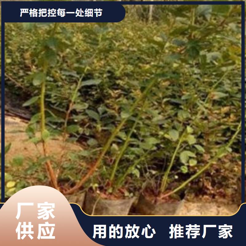 蓝莓苗,花椒苗量大更优惠
