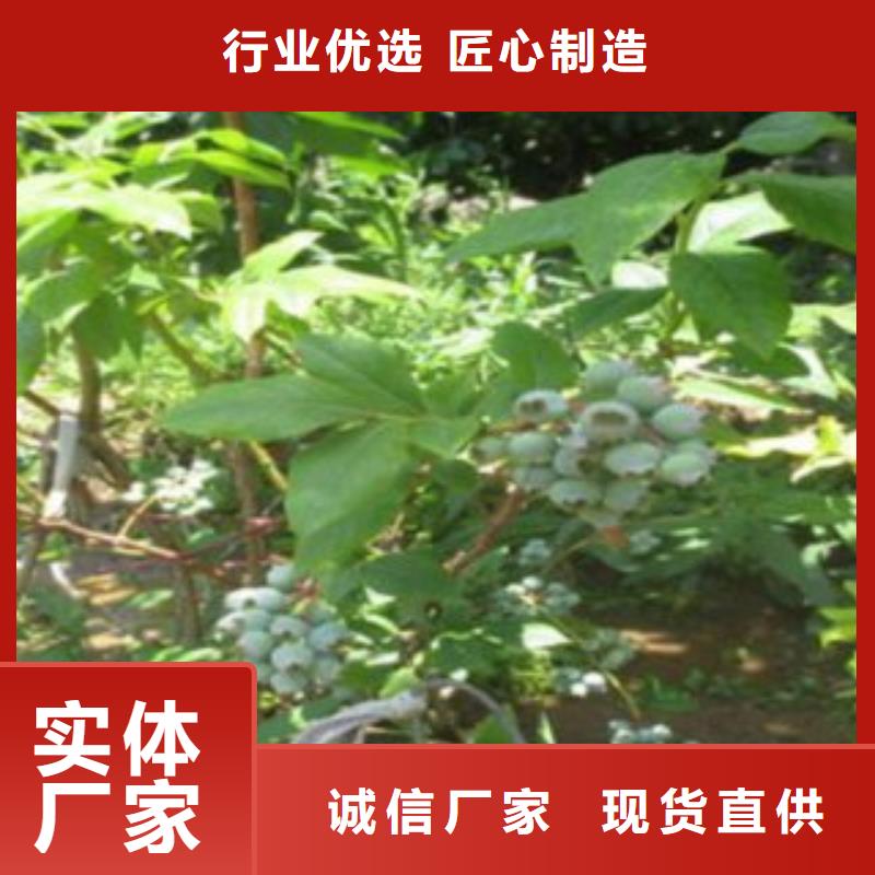 蓝莓苗板栗苗24小时下单发货