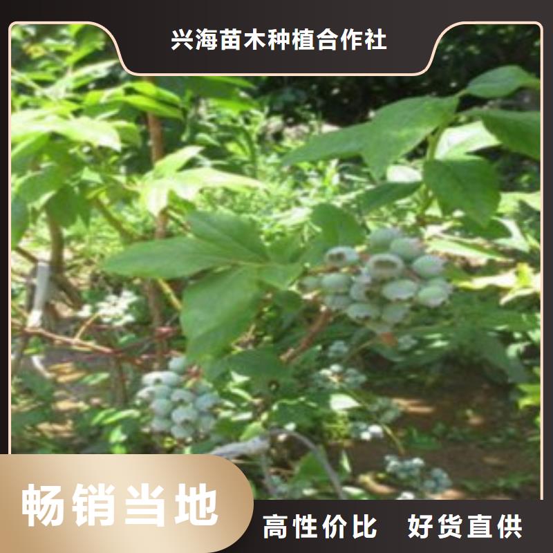 蓝莓苗板栗苗库存量大