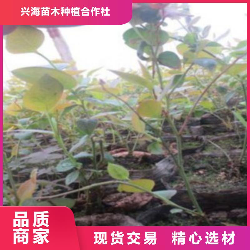 蓝莓苗【苹果苗】精工打造