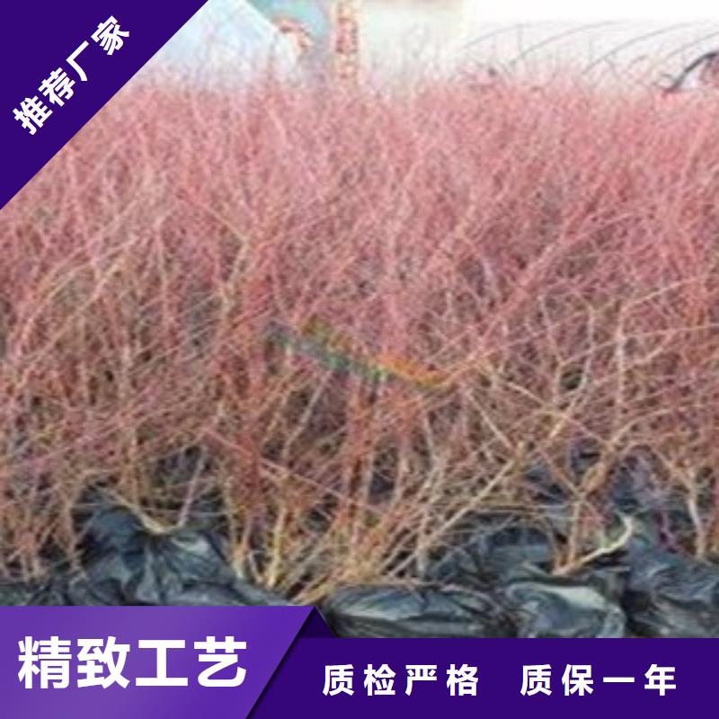 蓝莓苗-板栗苗精心打造
