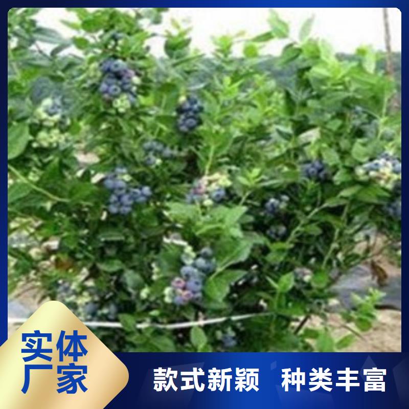 【蓝莓苗桃树苗选择大厂家省事省心】