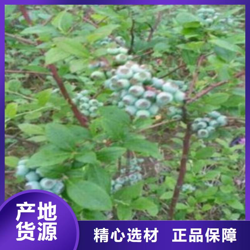 蓝莓苗匠心打造