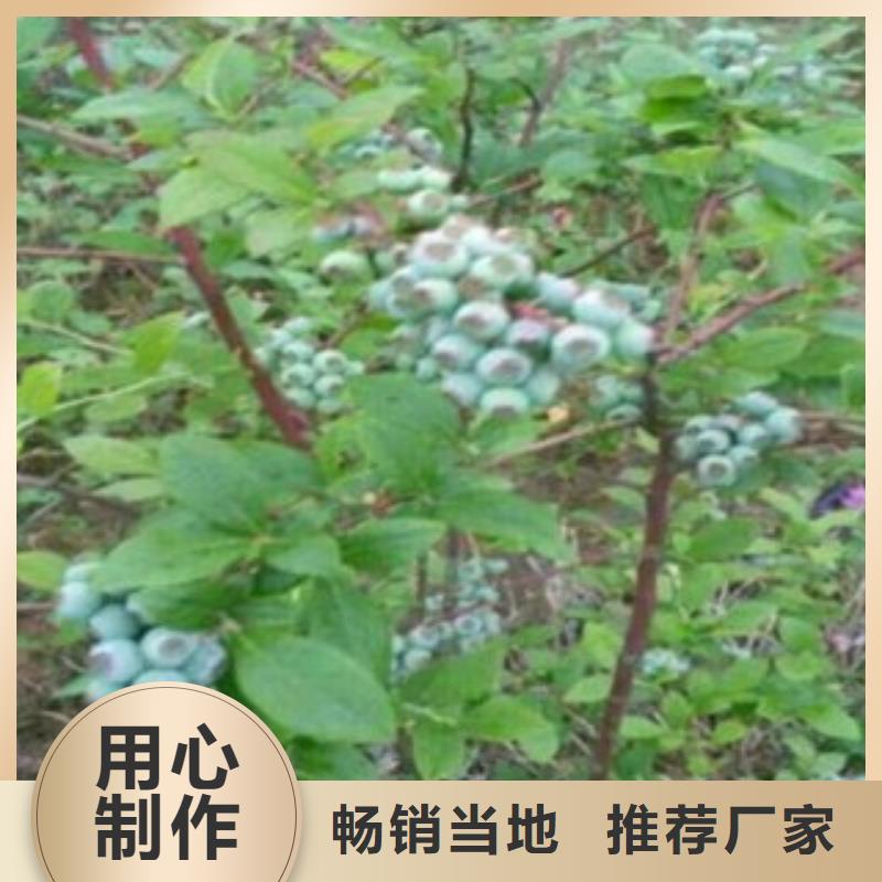 【蓝莓苗-板栗苗有口皆碑】