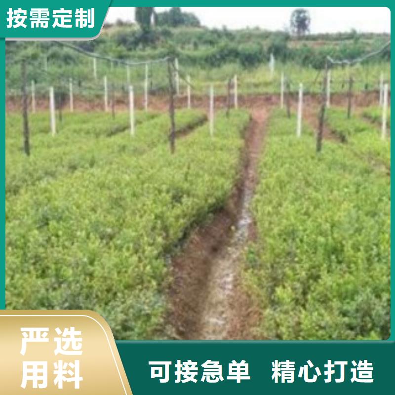 蓝莓苗,花椒苗量大更优惠