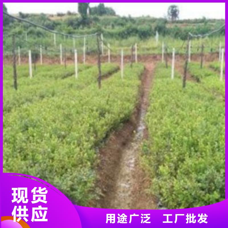 蓝莓苗板栗苗货到付款