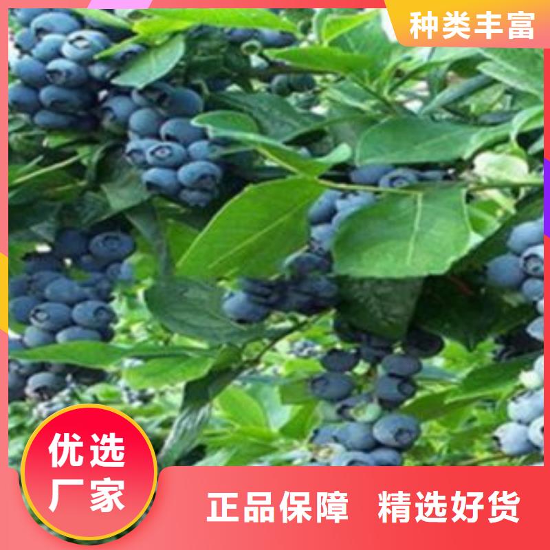 【蓝莓苗-板栗苗有口皆碑】