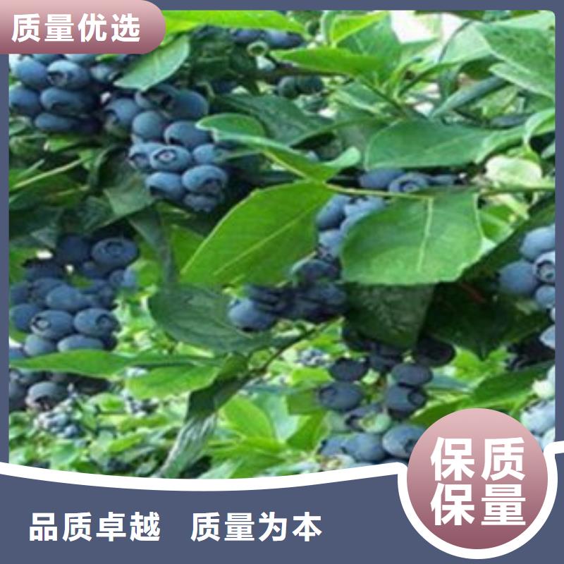蓝莓苗梨树苗好产品有口碑