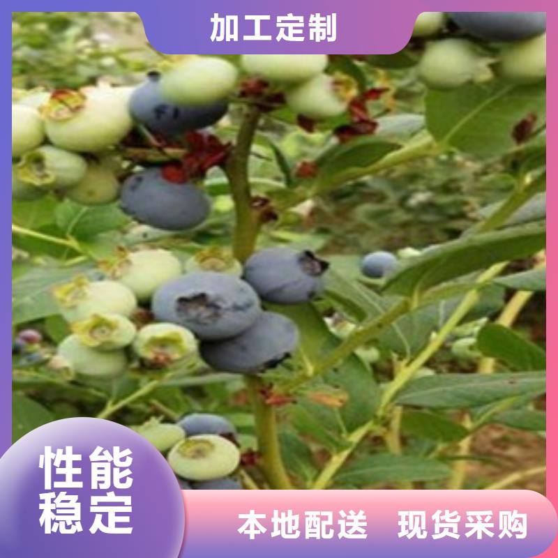 蓝莓苗板栗苗质量上乘