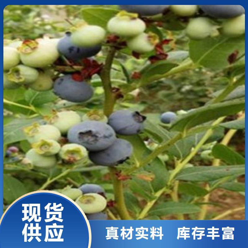 蓝莓苗板栗苗货到付款