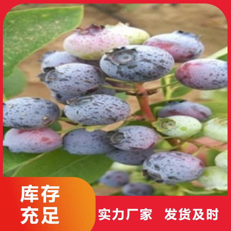 蓝莓苗板栗苗24小时下单发货