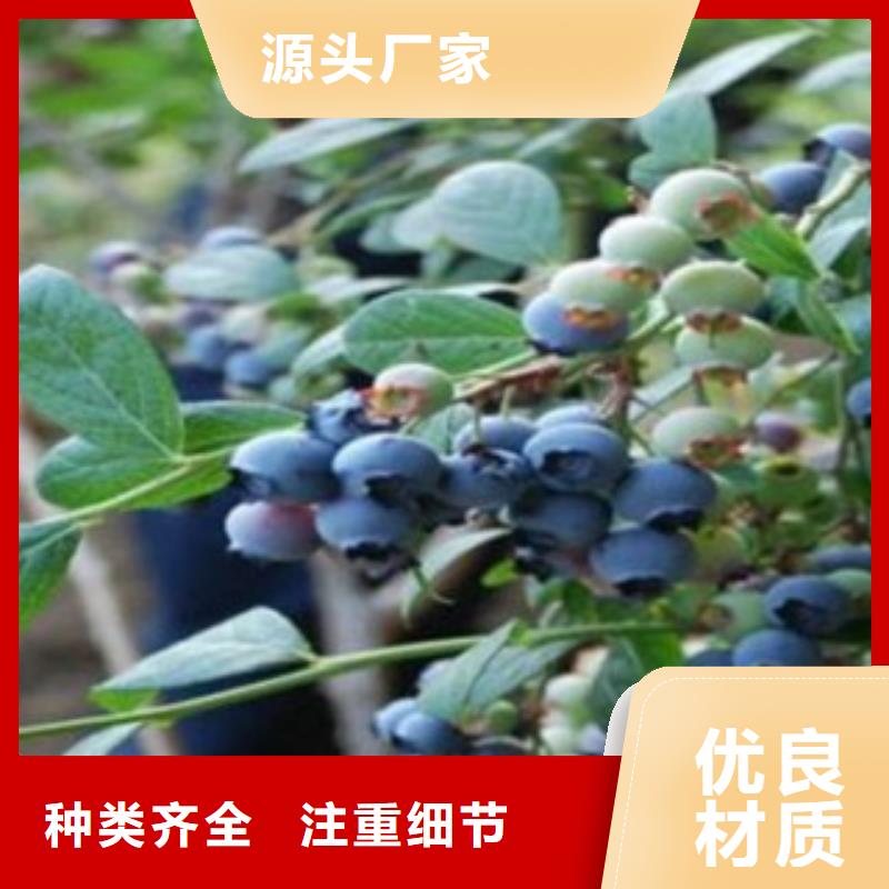蓝莓苗,核桃苗采购