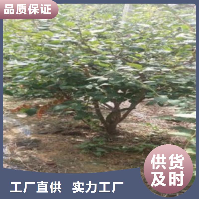 蓝莓苗来图加工定制