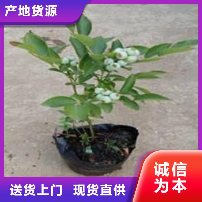 蓝莓苗花椒苗货源直供