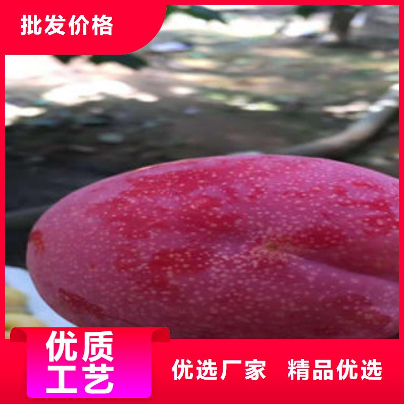 李子苗花椒苗细节之处更加用心