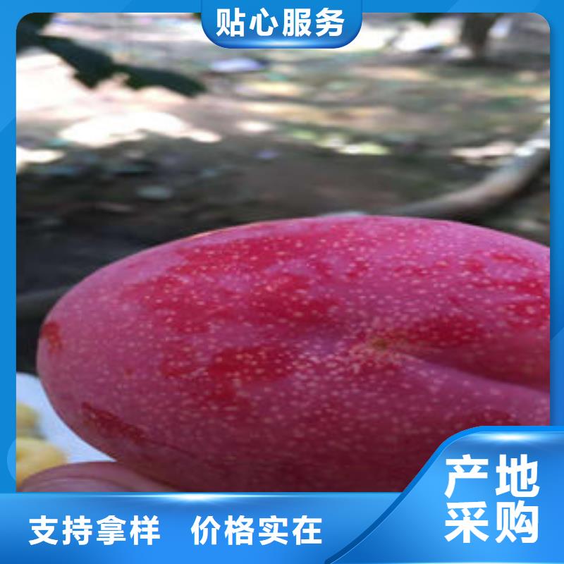 李子苗,桃树苗联系厂家