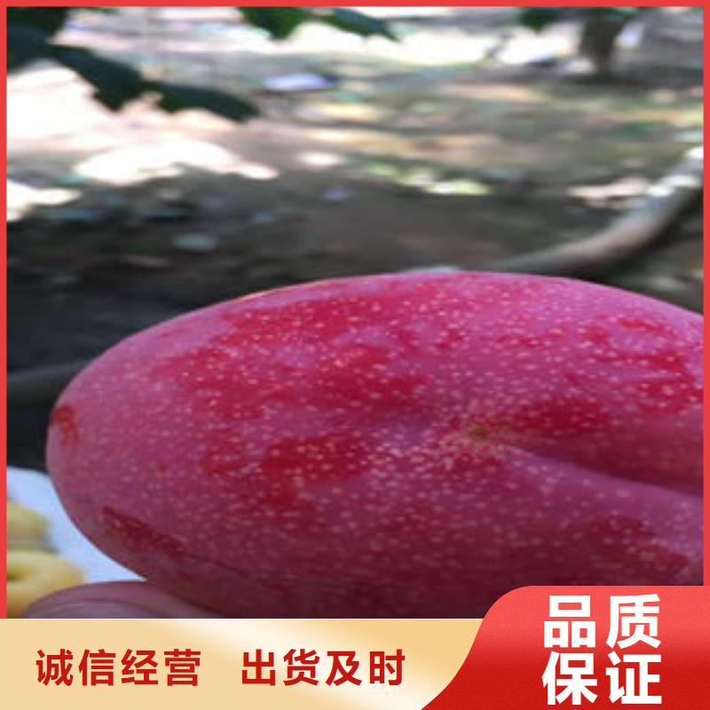 李子苗-花椒苗海量货源