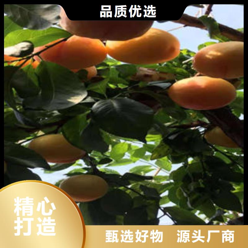 李子苗梨树苗支持定制加工