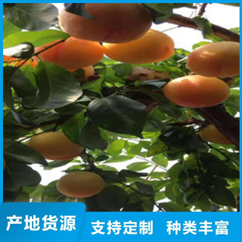 李子苗蓝莓苗专业生产制造厂